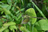 Gomphus pulchellus