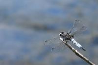 Libellula fulva