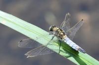 Orthetrum cancellatum