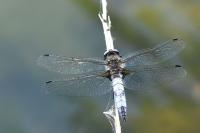 Libellula fulva