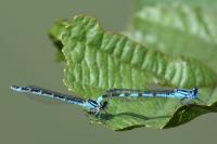 Enallagma cyathigerum