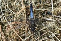 Orthetrum cancellatum