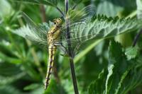Orthetrum cancellatum