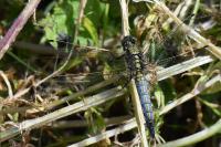 Orthetrum cancellatum