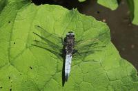 Libellula fulva