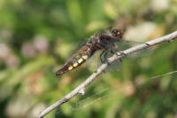 Libellula depressa