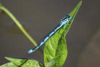 Erythromma lindenii