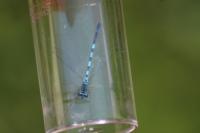 Coenagrion mercuriale