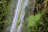 Coenagrion puella