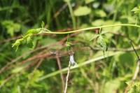 Libellula fulva