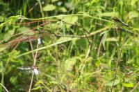 Libellula depressa