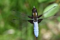 Libellula depressa