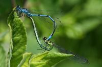 Coenagrion puella