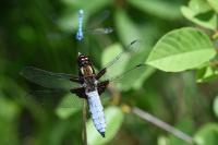 Libellula depressa