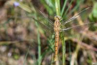 Orthetrum coerulescens