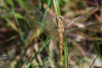 Orthetrum coerulescens