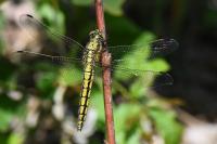 Orthetrum cancellatum