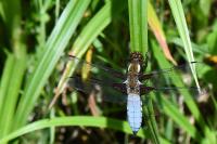 Libellula depressa