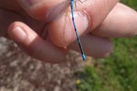 Coenagrion puella