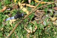Libellula fulva