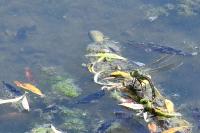 Anax imperator