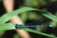 Coenagrion puella