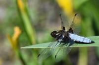 Libellula depressa