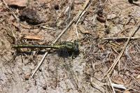 Gomphus pulchellus