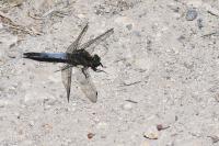 Orthetrum cancellatum
