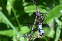 Libellula fulva