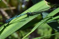 Coenagrion puella