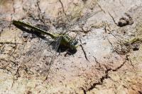 Gomphus pulchellus