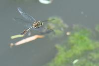 Cordulia aenea