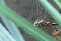 Anax imperator