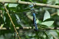 Anax imperator