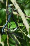 Anax imperator