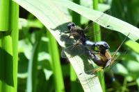 Libellula fulva