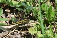 Orthetrum cancellatum