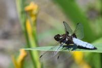 Libellula depressa