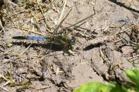 Orthetrum cancellatum