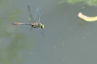 Cordulia aenea