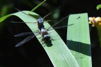 Libellula fulva