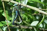 Anax imperator