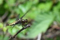 Libellula depressa