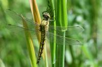 Orthetrum cancellatum