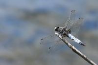 Libellula fulva
