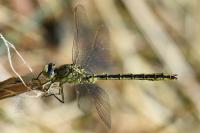 Gomphus pulchellus
