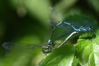 Coenagrion puella
