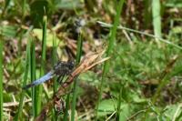Orthetrum cancellatum