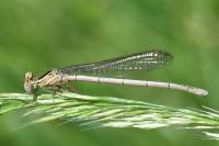 Platycnemis pennipes